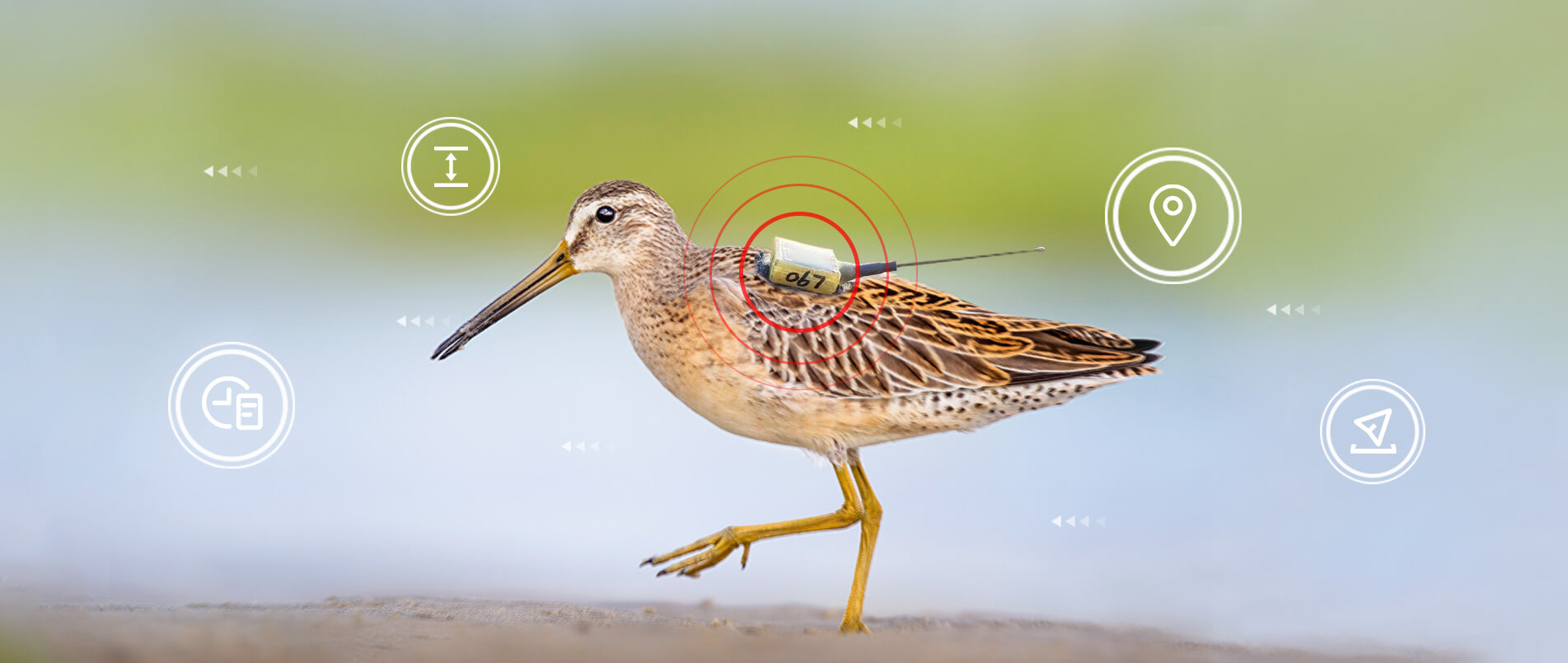 pp模拟器电子游戏物联网整体解决方案，助力小型鸟类实现全球追踪